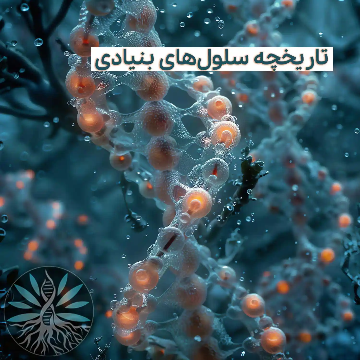 تاریخچه سلول های بنیادی