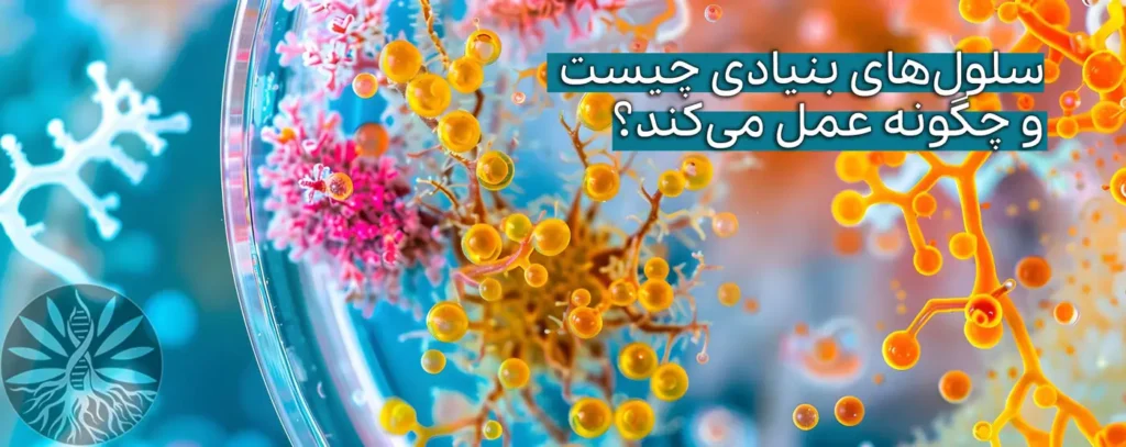 درمان با سلول های بنیادی در مایسل